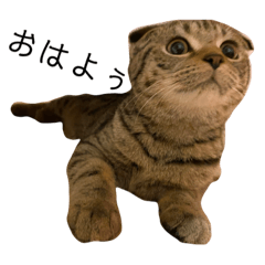 [LINEスタンプ] スコのちーちゃん1
