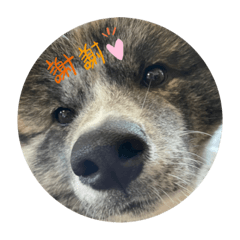 [LINEスタンプ] 秋田犬はじめくん