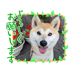 [LINEスタンプ] 柴犬ももpart4