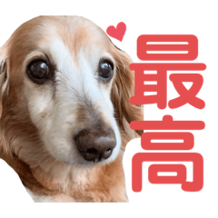 [LINEスタンプ] れおんちゃんスタンプ①