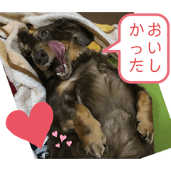 [LINEスタンプ] 犬のクレアさん