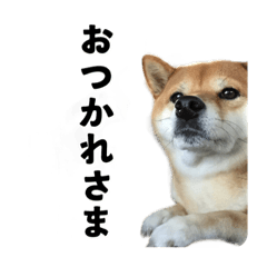 [LINEスタンプ] hide_20210506125326