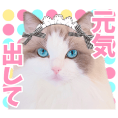 [LINEスタンプ] ラグドールのアイス/いちご/らむね