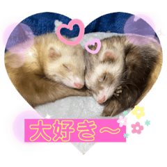[LINEスタンプ] フェレットLOVE❤️