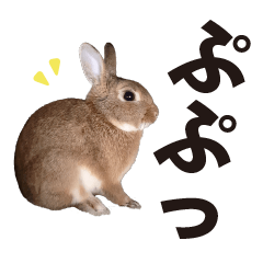 [LINEスタンプ] 写真！うさぎで一言スタンプ