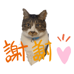 [LINEスタンプ] ねこちゃん (=^・^=)