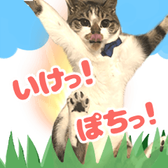 [LINEスタンプ] ぽちすた！