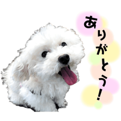 [LINEスタンプ] しぇりここreal