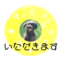 [LINEスタンプ] フルーツプードル♡ぱいんしゃな挨拶編