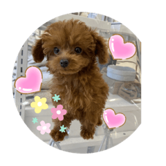[LINEスタンプ] トイプードルのmayちゃん