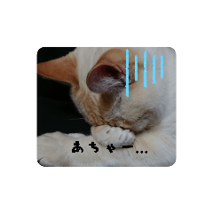 [LINEスタンプ] 猫とあれこれ。