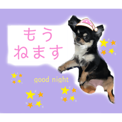 [LINEスタンプ] チワワのチャッピー1