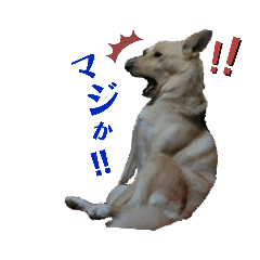 [LINEスタンプ] Dog Kinoko STAMP