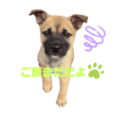 [LINEスタンプ] 加藤はるくんスタンプ