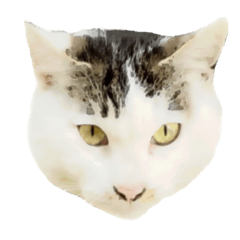 [LINEスタンプ] 猫の丸子ちゃん