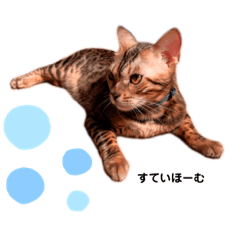 [LINEスタンプ] レオレオ猫