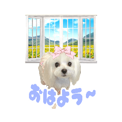 [LINEスタンプ] マルチーズルルちゃんの日常スタンプ