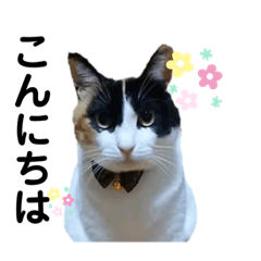 [LINEスタンプ] いっぱい猫のスタンプ