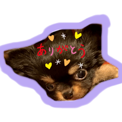[LINEスタンプ] チワワのチャッピー2