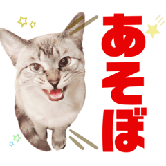[LINEスタンプ] ムギちゃん3