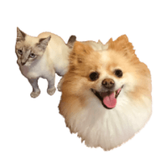 [LINEスタンプ] ポメラニアンとシャム猫きょうだい (英語)