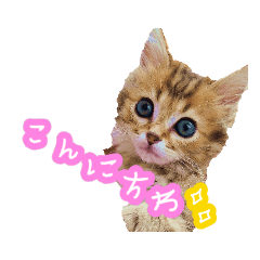 [LINEスタンプ] 猫の【おもち】スタンプ1