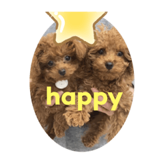[LINEスタンプ] トイプードルのmayちゃん2
