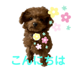 [LINEスタンプ] トイプードルのmayちゃん4