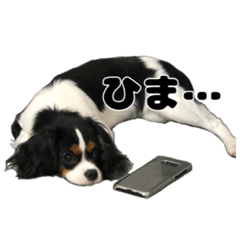 [LINEスタンプ] キャバリア小春