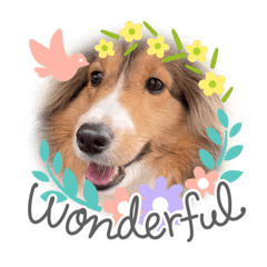 [LINEスタンプ] シェルティ蓮華さん