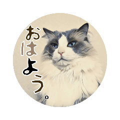 [LINEスタンプ] レトロなラグドール猫①よく使うシリーズ