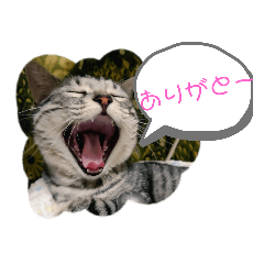 [LINEスタンプ] 初めてのひまにゃんスタンプ