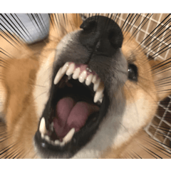 [LINEスタンプ] ガウガウ犬りんご君