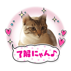 [LINEスタンプ] ローラちゃんとロイくん⑧