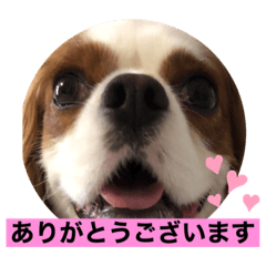 [LINEスタンプ] キャバリア犬♡オリバー敬語スタンプ