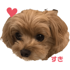 [LINEスタンプ] ぷーたん、第8弾