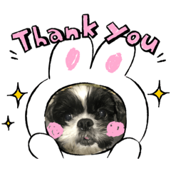 [LINEスタンプ] シーズー ムースとクッキー