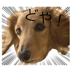 [LINEスタンプ] ザ・ミニチュアダックスフンド