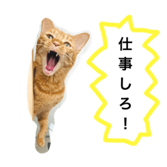 [LINEスタンプ] 訴える猫