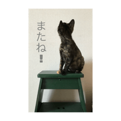 [LINEスタンプ] necoco LIFE