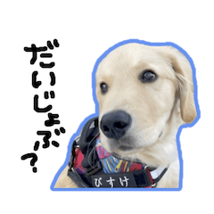 [LINEスタンプ] びすけ物語ゴールデンレトリバー／さくら02