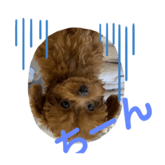 [LINEスタンプ] トイプードルのmayちゃん6