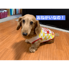 [LINEスタンプ] 新・きなこスタンプ！