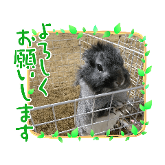 [LINEスタンプ] うさぎのテル。