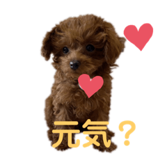 [LINEスタンプ] トイプードルのmayちゃん5