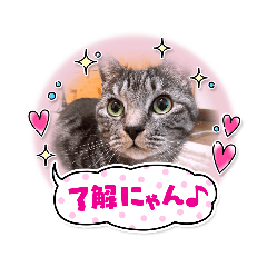 [LINEスタンプ] おれさまはうー。サバねこのうーです。