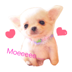 [LINEスタンプ] チワワのふぶきちゃん2