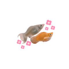[LINEスタンプ] お魚さんたちの日常