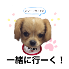 [LINEスタンプ] ま-る Chihuahua × Cavalier