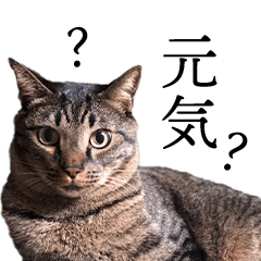 [LINEスタンプ] 猫のjoe